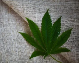 CANNABIS